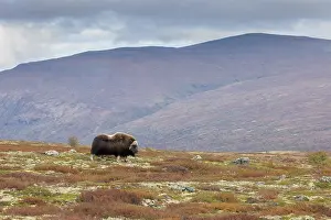 Sunndalsfjella: Musk Ox bull 40