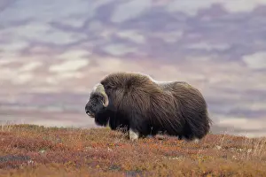 Musk: Musk Ox bull