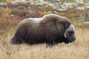 Musk: Musk Ox bull