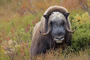 Musk: Musk Ox bull