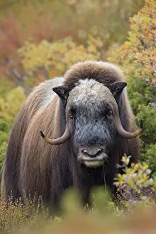 Musk: Musk Ox bull