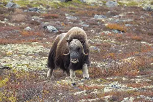 Sunndalsfjella: Musk Ox bull 45