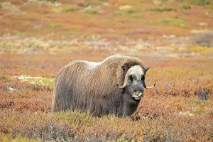 Sunndalsfjella: Musk Ox bull 61