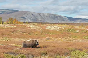 Sunndalsfjella: Musk Ox bull 64