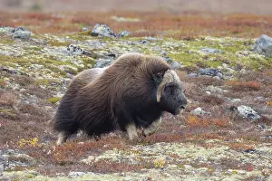 Sunndalsfjella: Musk Ox bull 70