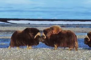 Butting: Musk Ox - bulls butting heads, dominance behavior