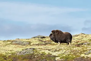 Sunndalsfjella: Musk Ox cow