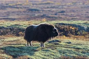 Sunndalsfjella: Musk Ox cow