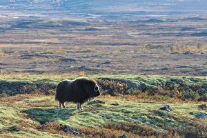 Sunndalsfjella: Musk Ox cow