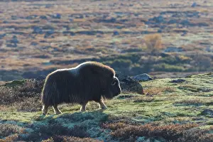 Sunndalsfjella: Musk Ox cow