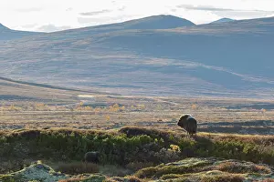 Sunndalsfjella: Musk Ox cow