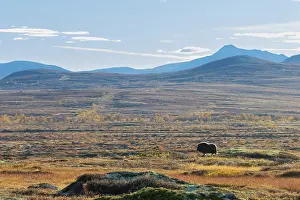 Sunndalsfjella: Musk Ox cow