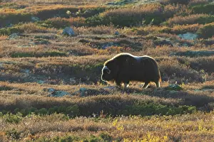 Sunndalsfjella: Musk Ox cow