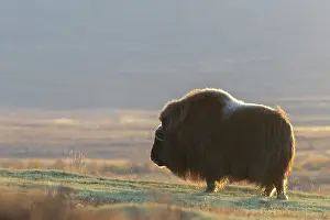 Sunndalsfjella: Musk Ox cow