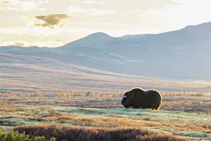 Sunndalsfjella: Musk Ox cow