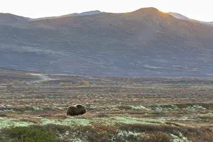Sunndalsfjella: Musk Ox cow