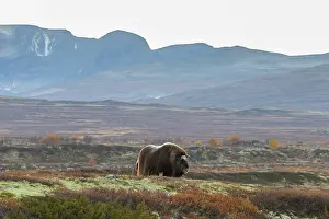 Sunndalsfjella: Musk Ox cow