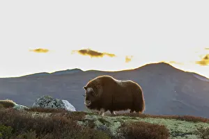 Sunndalsfjella: Musk Ox cow
