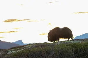 Sunndalsfjella: Musk Ox cow