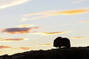 Sunndalsfjella: Musk Ox cow
