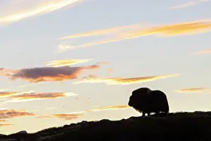 Sunndalsfjella: Musk Ox cow