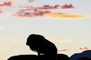 Sunndalsfjella: Musk Ox cow