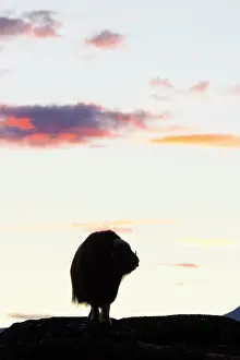 Sunndalsfjella: Musk Ox cow