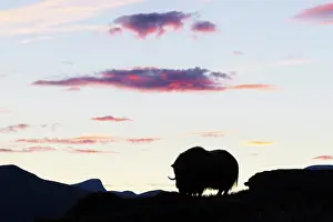 Sunndalsfjella: Musk Ox cow