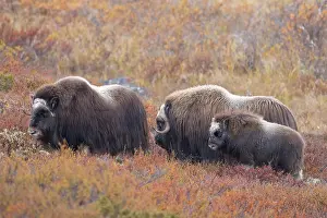 Musk: Musk Ox group