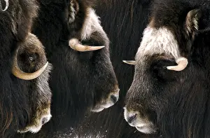 Ovibos: Musk Ox group in spring - Group of musk ox standing