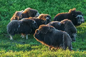 Ken Archer: Musk ox herd, early morning light on the arctic tundra