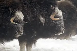 Ovibos: Musk Ox herd - Herd of Musk Ox enduring a blizzard