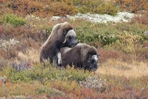 Musk: Musk Ox mating