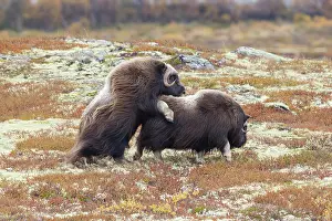 Musk: Musk Ox mating