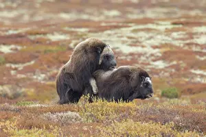 Musk: Musk Ox mating