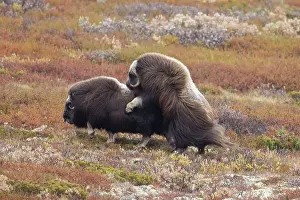 Musk: Musk Ox mating