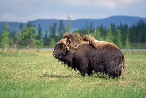 Ovibos: Musk Ox - old male grazing - June