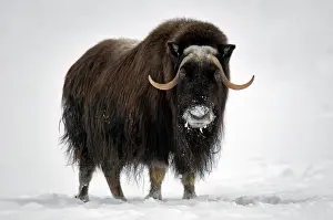 Musk: Musk Ox (Ovibos moschatus) adult, standing in snow