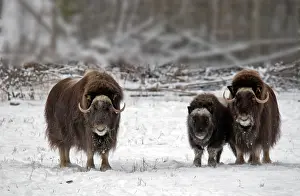 Musk: Musk Ox (Ovibos moschatus), two adults with young