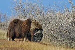 Musk: Musk ox (Ovibos moschatus ), branch, North Slope