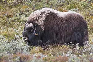 Musk: Musk ox (Ovibos moschatus), Dovrefjell-Sundafjella