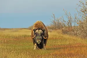 Musk: Musk ox (Ovibos moschatus ), stands in the grass