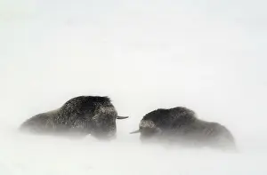 Ovibos: Musk Ox pair in snow - Pair of Musk Ox enduring