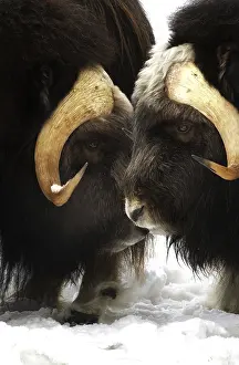 Musk: Musk Ox pair in spring - Pair of musk ox standing