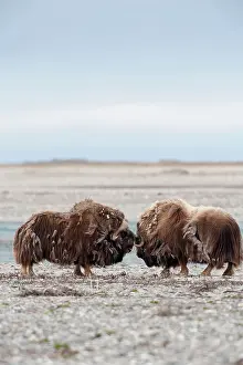 Cracking: Musk-Ox spar by cracking heads on the coastal plain