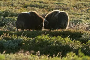 Musk: Two musk oxen (Ovibos moschatus), standing in the
