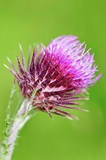 Carduus: Musk thistle, Carduus nutans, purple spikey flower