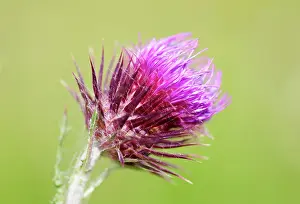 Musk: Musk thistle, Carduus nutans, purple spikey flower