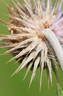 Musk: Musk thistle, Carduus nutans, spikey flowerhead seen from be