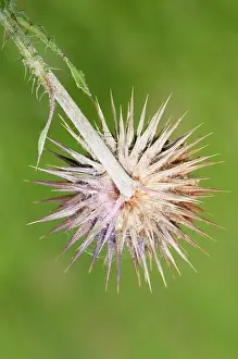 Musk: Musk thistle, Carduus nutans, spikey flowerhead seen from be